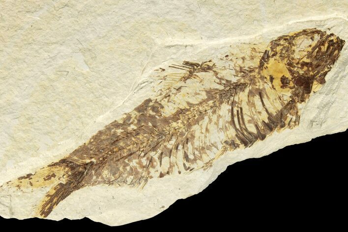 Detailed Fossil Fish (Knightia) - Wyoming #186437